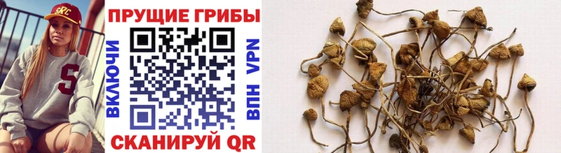 хочу   Сергач  Псилоцибиновые грибы GOLDEN TEACHER 